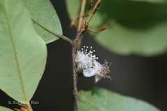 Meteoromyrtus wynaadensis